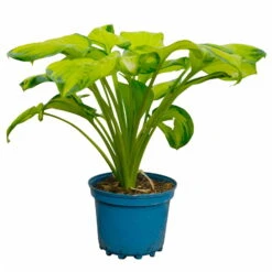 Funkie 'Stained Glass' Hellviolett, Topf-Ø 11 Cm, 3er-Set