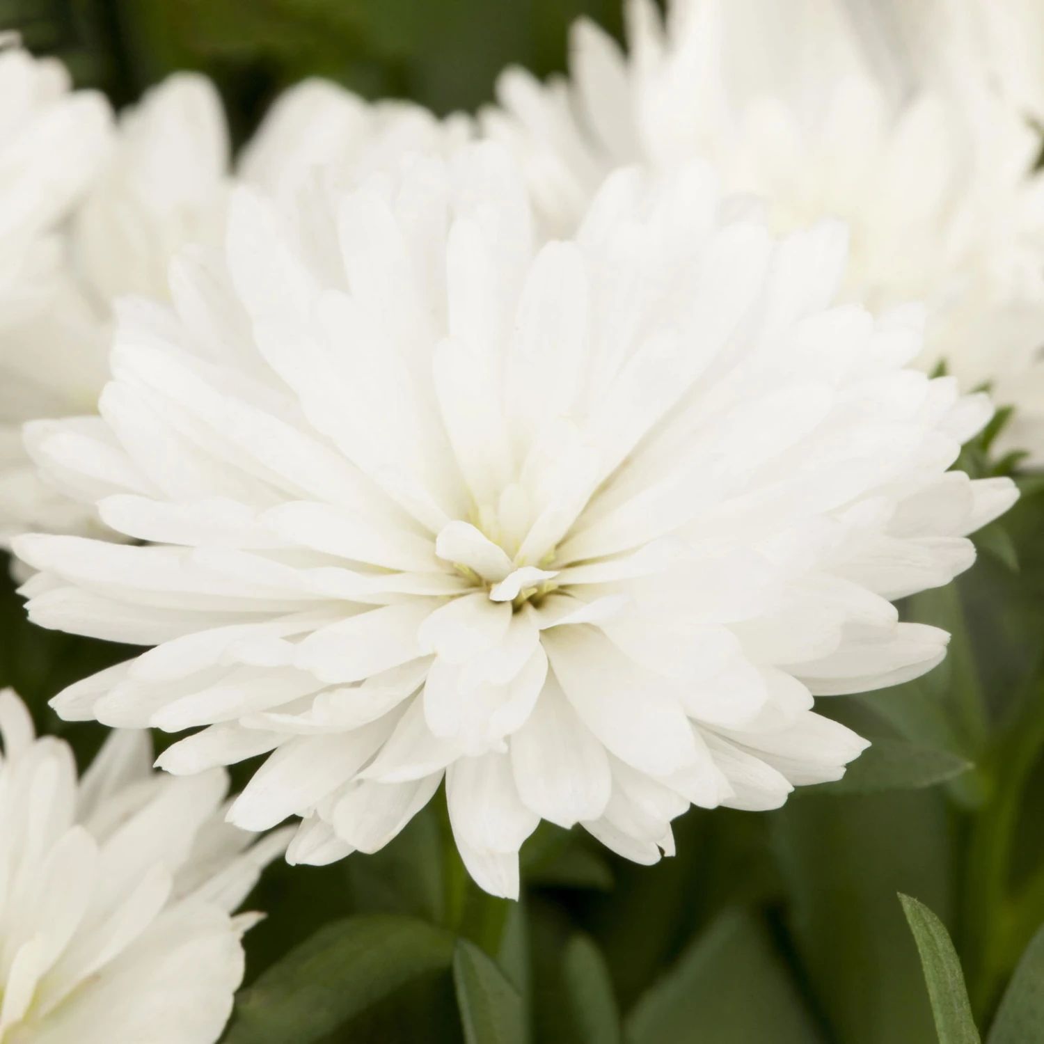 Aster Novi-belgii, Weiss Gefüllt, Topf-Ø 12 Cm, 3er-Set – Bild 2