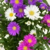 Aster Novi-belgii 'Trio', 3er-Set, Weiß-rosa-blau, Topf 12/13 Cm Ø
