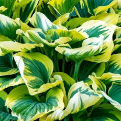 Funkie 'First Frost' Lila, Topf-Ø 11 Cm, 3er-Set