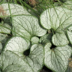 Kaukasus-Vergissmeinnicht 'Silver Heart' Blau, Topf-Ø 12 Cm, 3er-Set