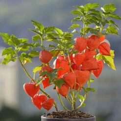 Lampionblume, 3er-Set, Orange, Topf 13 Cm Ø