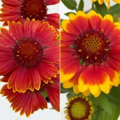 Kokardenblume, Farbe Nach Verfügbarkeit, Topf-Ø 12/13 Cm, 6er-Set