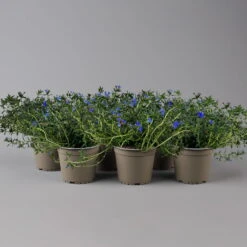 Steinsame Blau, Topf-Ø 12 Cm, 6er-Set