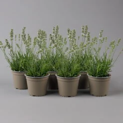 Lavendel Weiß, Topf-Ø 13 Cm, 6er-Set
