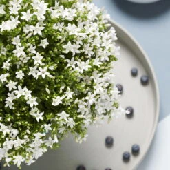 Polsterglockenblume 'Ambella® White' Weiß, Topf-Ø 15 Cm, 3er-Set