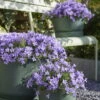 Glockenblume 'Ambella® Lavender' Hellviolett, Topf-Ø 15 Cm, 3er-Set