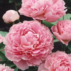 Kölle's Beste Edel-Pfingstrose 'Sarah Bernhardt" Hellrosa, 3 Liter Topf