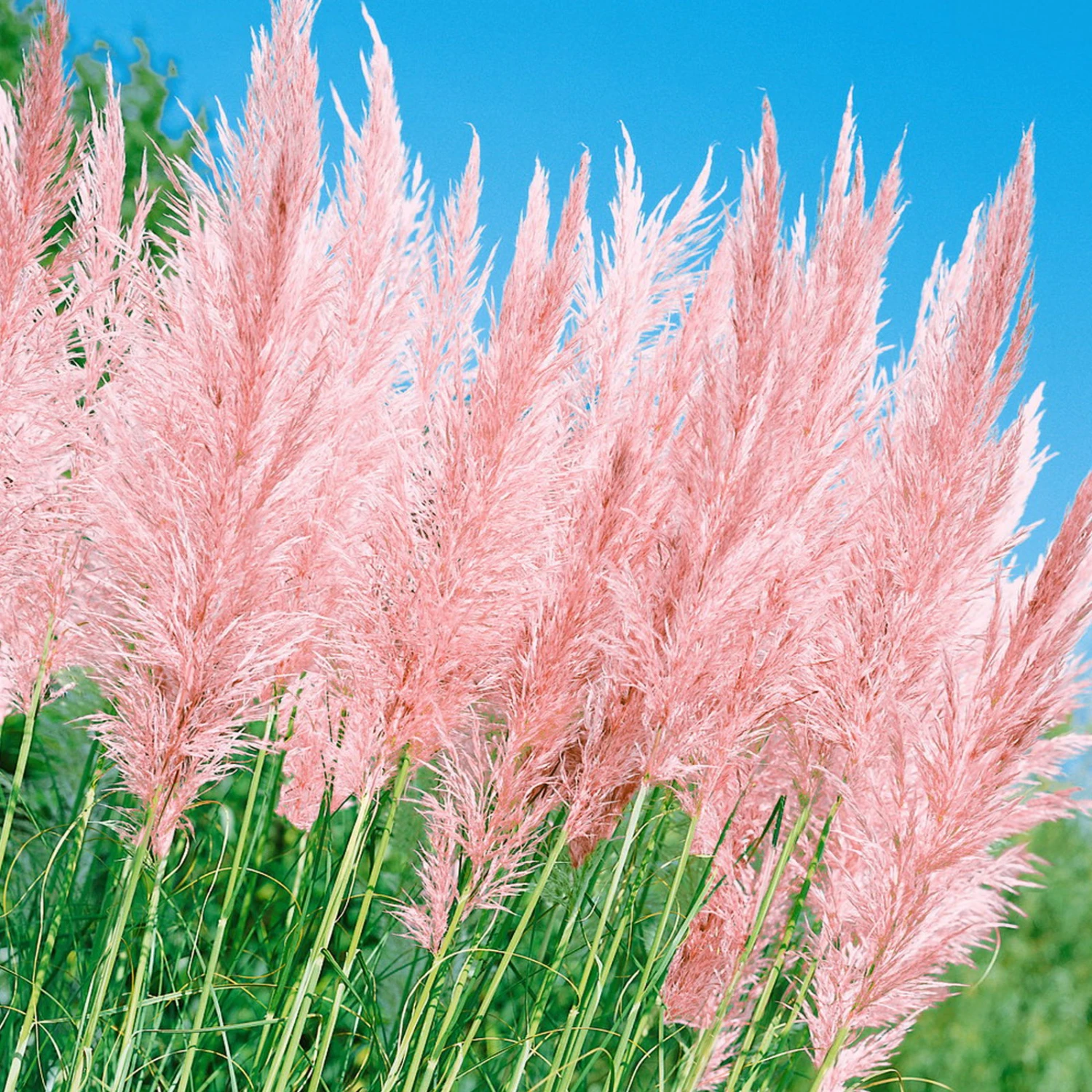 Kölle's Beste Pampasgras Rosablühend, 5 L Topf