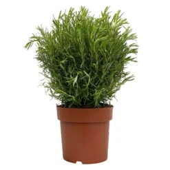 Rosmarin, Busch, Topf-Ø 23 Cm