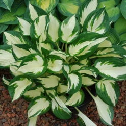 Funkie 'Fire And Ice' Lavendel, Topf-Ø 11 Cm, 3er-Set