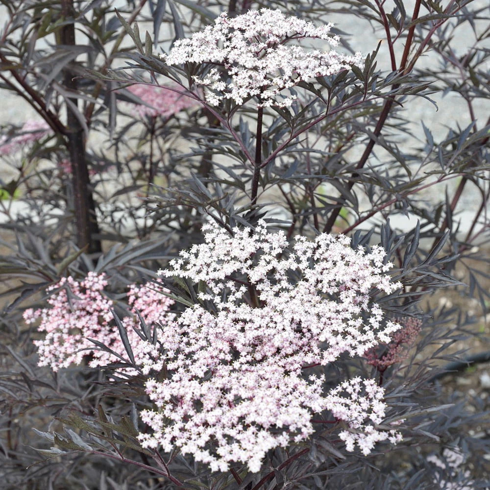 Rotlaubiger Holunder 'Black Lace'® ('Eva'PBR), 3er-Set, Topf 5 Liter – Bild 3