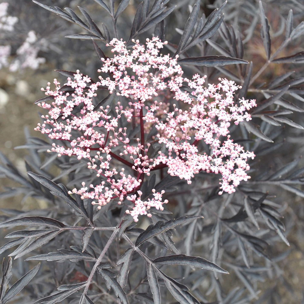 Rotlaubiger Holunder 'Black Lace'® ('Eva'PBR), 3er-Set, Topf 5 Liter – Bild 2