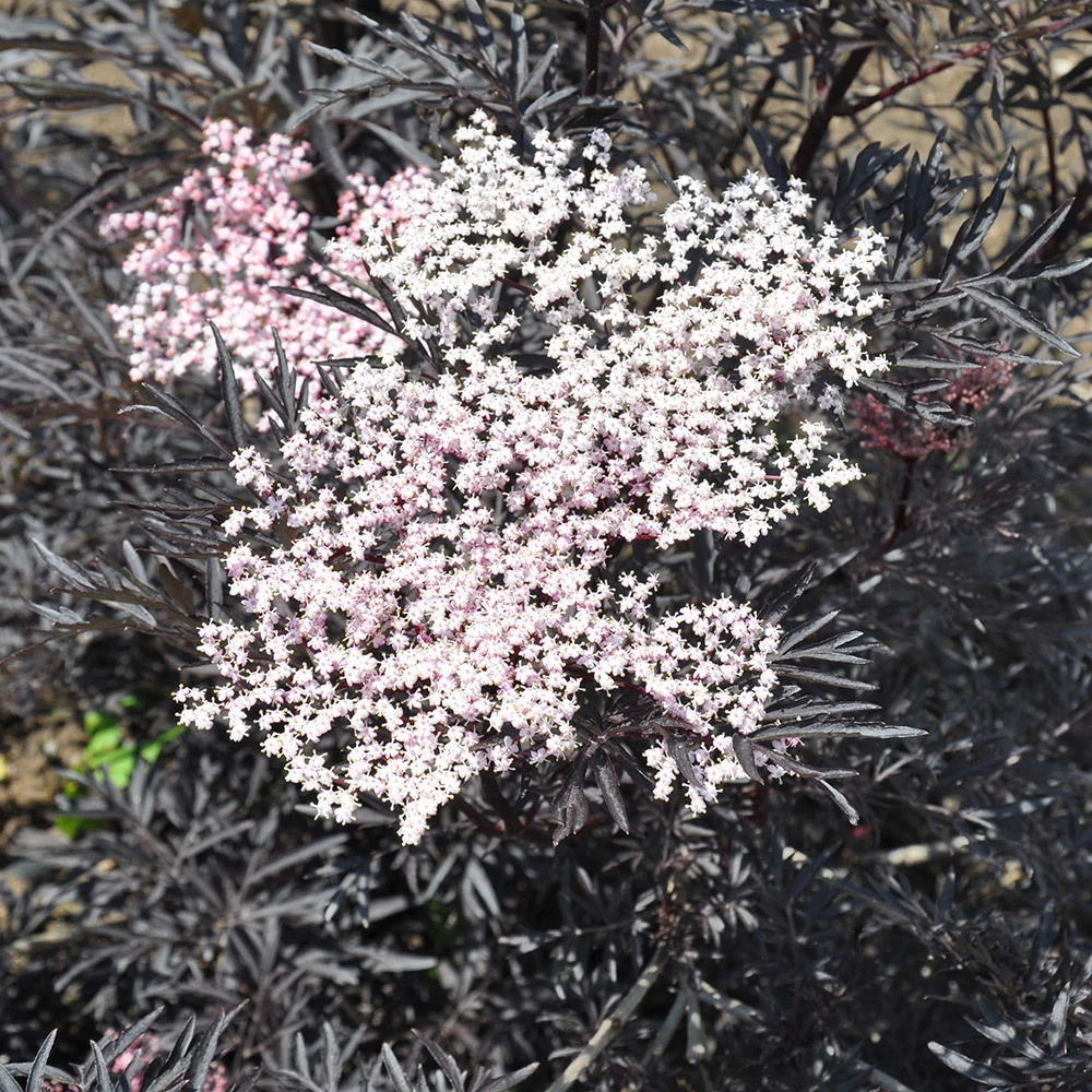 Rotlaubiger Holunder 'Black Lace'® ('Eva'PBR), 3er-Set, Topf 5 Liter