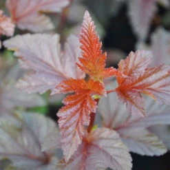 Rotlaubige Blasenspiere 'Lady In Red'®, Höhe 30-40 Cm, Topf 5 Liter