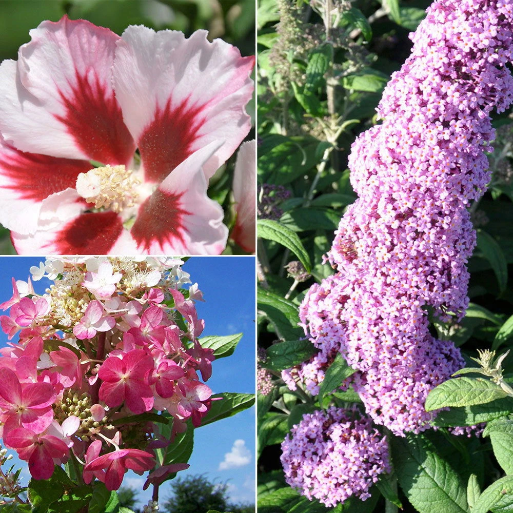 Gehölz-Set Sommerblüher Weiß/rosa, 3er-Set, Topf Je 4,6 L Topf