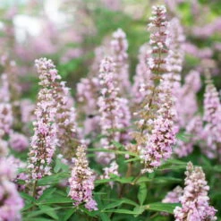 Rosa Mönchspfeffer 'Pink Pinnacle'(S), Rosa, Topf 5 Liter