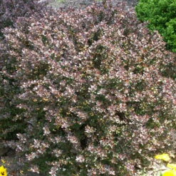 Rote-Zwerg-Berberitze 'Atropurpurea Nana', 10er-Set, Höhe 15-20 Cm, Topf 2 L