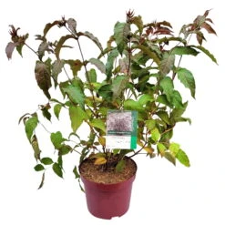 Rotlaubige Amerikanische Weigelie 'Diva'(s), Rot, 4er-Set, Topf 5 Liter