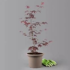 Roter Fächerahorn 'Bloodgood', Höhe 60 - 80 Cm, Topf 7,5 Liter