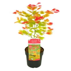 Japanischer Ahorn 'Moonrise'®PBR, Höhe 40 - 60 Cm, Topf-Ø 19 Cm