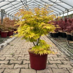 Japanischer Fächerahorn 'Orange Dream', Höhe 80 - 100 Cm, Topf 10 Liter