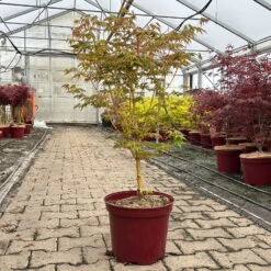 Japanischer Fächerahorn 'Bi Hoo', Höhe 80-100 Cm, Topf 10 Liter