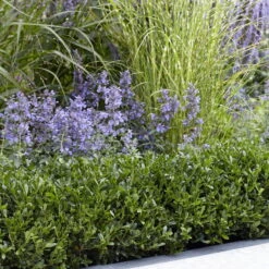 Stechpalme LUXUS®'Hedge', 10er-Set, Höhe 15-20 Cm, Topf 2 Liter