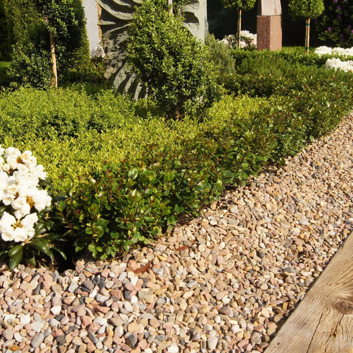 Zwerg-Stechpalme 'Little Pirate'®, 5er-Set, Höhe 30-40 Cm, Topf 3 Liter – Bild 2