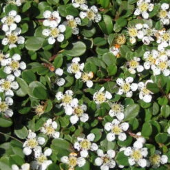 Cotoneaster Dammeri 'Streibs Findling', Topf-Ø 9 Cm, 12er-Set