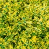 Euonymus Fortunei 'Emerald Gold' Gelbgrün, Topf-Ø 13 Cm, 6er Set