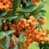 Feuerdorn, Pyracantha 'Orange Glow', ORANGE, 10er-Set, Höhe 40–60 Cm, Topf 2 L