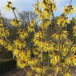 Hamamelis X Intermedia 'Arnold Promise', Höhe 60-80 Cm, Topf 7,5 Liter