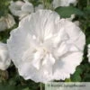 Garten-Hibiskus, Hibiscus Syriacus 'White Chiffon®', Weiß, 40-60 Cm Hoch, Topf 5 L