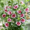 Säulen-Gartenhibiskus 'Flower Tower Purple®' Lila-rot, Höhe 40-60 Cm, Topf 5 L