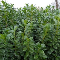 Kirschlorbeer 'Novita', 100/125 Cm, 15 Lt. Topf