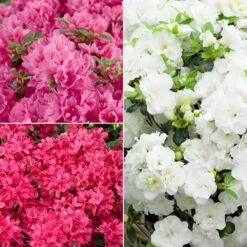 Japanische Azaleen, 3er-Set, Topf Je 5 Liter