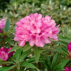 Rhododendron 'Graziella' Hellrosa, 2er-Set, Höhe 40-50 Cm, Topf 7,5 Liter