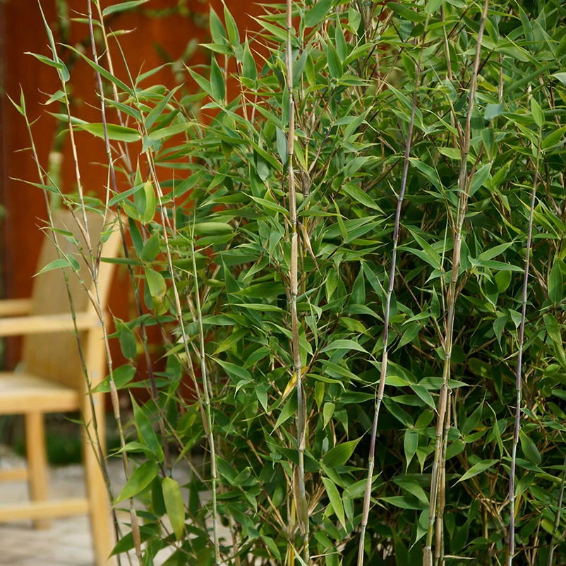 10er-Set Bambus-Hecken-Set Fargesia "Blue Lizard", Höhe 100-125 Cm, Im 20 Liter Topf – Bild 2