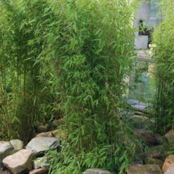 Aufrechter Gartenbambus 'Obelisk'(S), 20er-Set, Topf 10 Liter