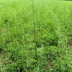 Schwarzrote Gartenbambus 'Jiuzhaigou 4 - Black Cherry', 2er -Set, Topf 10 Liter