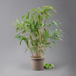 Kölle Breitblatt-Bambus, Pseudosasa Japonica, 25er-Set, Topf 10 Liter