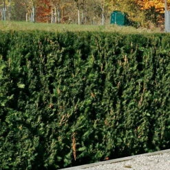 Heckeneibe Taxus Baccata 'Westerstede', 30er-Set, Höhe 50-60 Cm, Topf 7,5 Liter