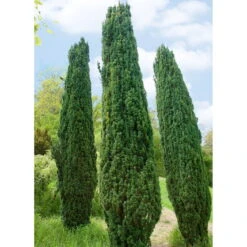 Taxus Baccata "Fastigiata Robusta", 60/70 Cm Im 10 Liter Topf