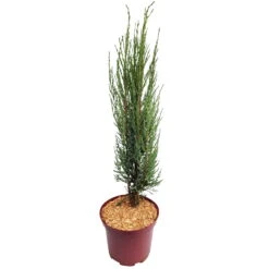 Blauer Raketenwacholder 'Blue Arrow', Höhe 50-60cm, Topf 5 Liter, 2er-Set