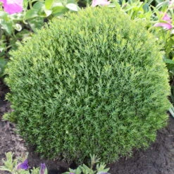 Thuja Occidentalis 'Teddy', 36er-Set, Kuschellebensbaum, Topf 7 Cm