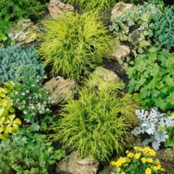 Gelbe Fadenzypresse 'Sungold', 10er-Set, Höhe 15-20 Cm, Topf 2 Liter