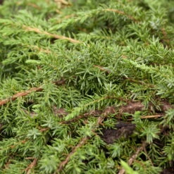 Grüner Teppichwacholder 'Green Carpet', Grün, 10er-Set, Höhe 20-30 Cm, Topf 2 L