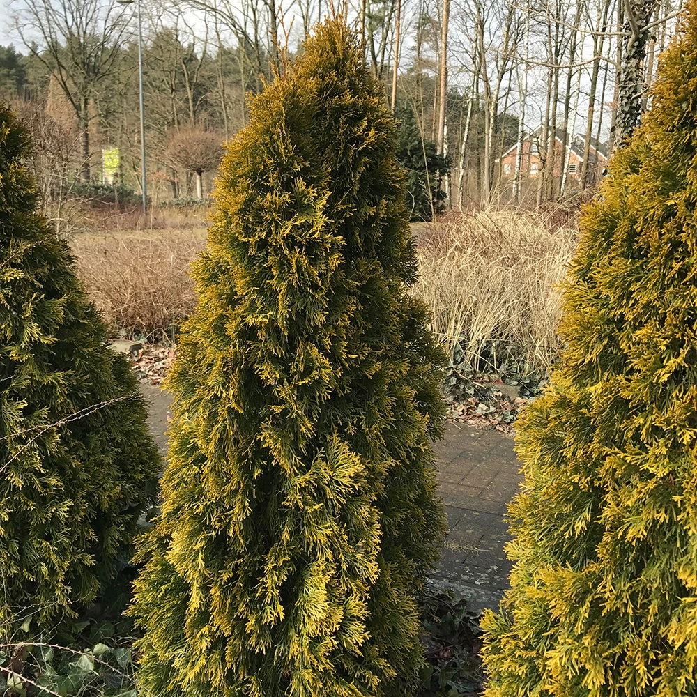 Thuja Occ. 'Golden Smaragd'®, Höhe 080/100, Im 15 Lt. Topf – Bild 2