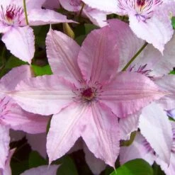 Clematis 'Hagley Hybrid', 2er-Set, Rosa, Höhe 60-80 Cm, Topf 2 Liter